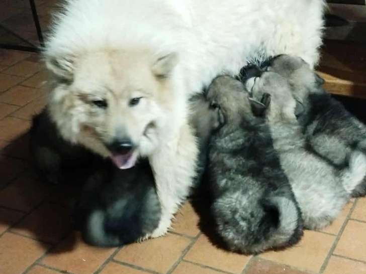 Chiots Eurasier LOF à vendre