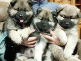 Chiots Eurasier LOF à vendre