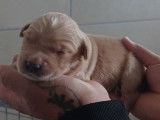 À réserver, 7 chiots Golden Retrievers LOF fauve nés en août 2025