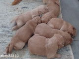 À réserver, 7 chiots Golden Retrievers LOF fauve nés en août 2025