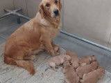 À réserver, 7 chiots Golden Retrievers LOF fauve nés en août 2025