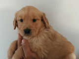 À réserver, 7 chiots Golden Retrievers LOF fauve nés en août 2025
