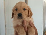À réserver, 7 chiots Golden Retrievers LOF fauve nés en août 2025