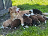 À réserver, 8 chiots Border Collies LOF nés en août 2025