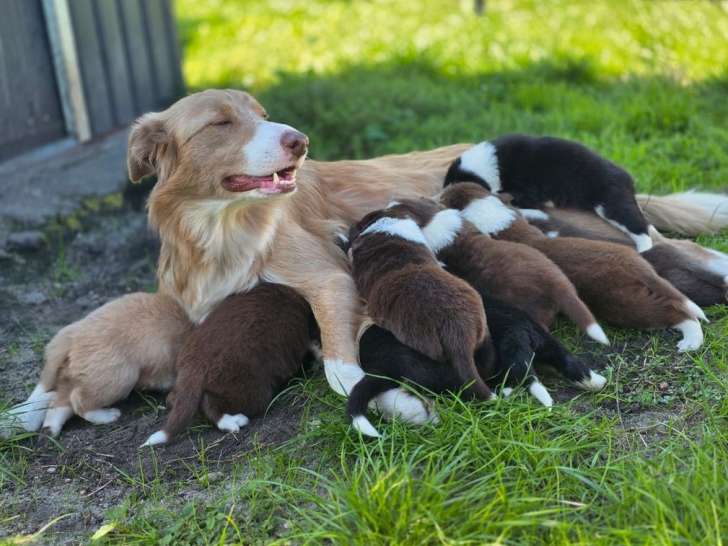 À réserver, 8 chiots Border Collies LOF nés en août 2025