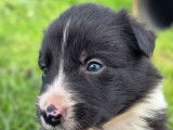 À réserver, 8 chiots Border Collies LOF nés en août 2025