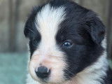 À réserver, 8 chiots Border Collies LOF nés en août 2025