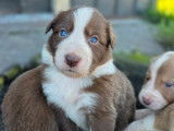 À réserver, 8 chiots Border Collies LOF nés en août 2025