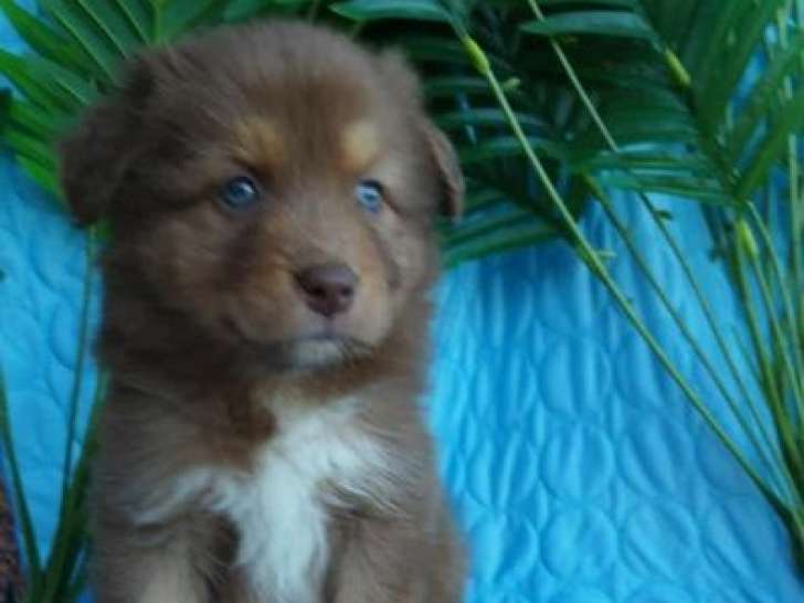 Chiots Bergers Australiens LOF à vendre, plusieurs couleurs disponibles, nés en juin 2025