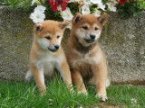 À vendre, 4 chiots Shiba Inus non LOF nés en juillet 2025