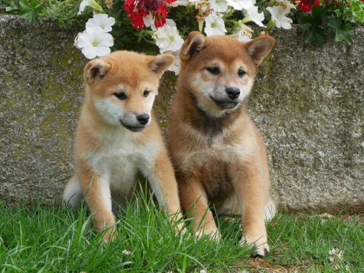 À vendre, 4 chiots Shiba Inus non LOF nés en juillet 2025