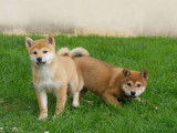 À vendre, 4 chiots Shiba Inus non LOF nés en juillet 2025