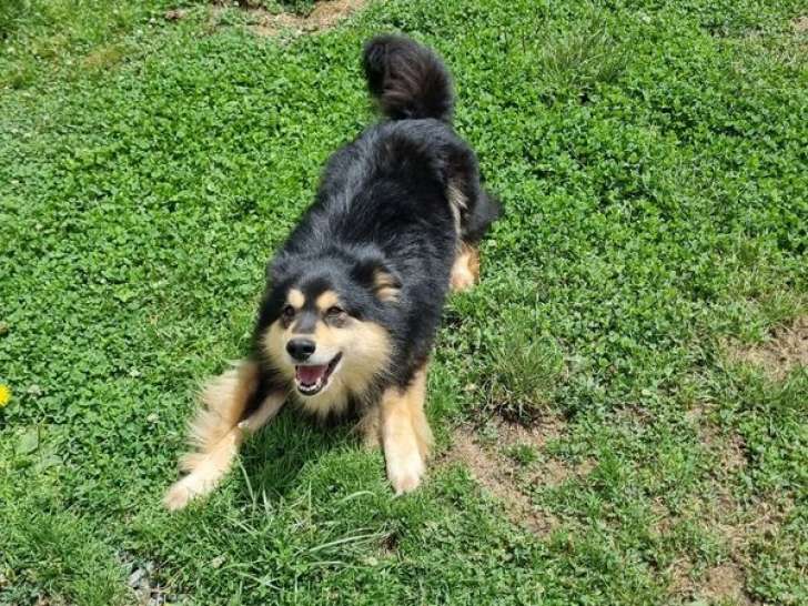 1 chiot mâle Finnois de Laponie à vendre