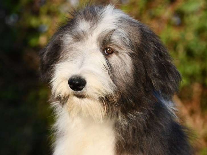 À vendre, 3 chiots Bearded Collie LOF, 2 mâles et 1 femelle disponibles