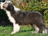 À vendre, 3 chiots Bearded Collie LOF, 2 mâles et 1 femelle disponibles