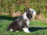 À vendre, 3 chiots Bearded Collie LOF, 2 mâles et 1 femelle disponibles
