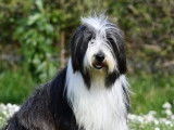 À vendre, 3 chiots Bearded Collie LOF, 2 mâles et 1 femelle disponibles