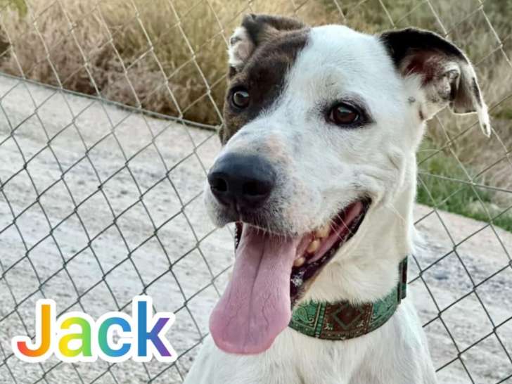 Jack, super chien de 4 ans à adopter