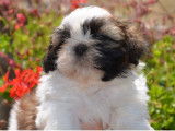 Mise en vente de 3 chiots mâles Shih Tzu nés en juin 2025, petite taille