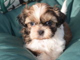Mise en vente de 3 chiots mâles Shih Tzu nés en juin 2025, petite taille