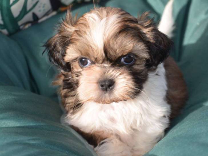 Mise en vente de 3 chiots mâles Shih Tzu nés en juin 2025, petite taille