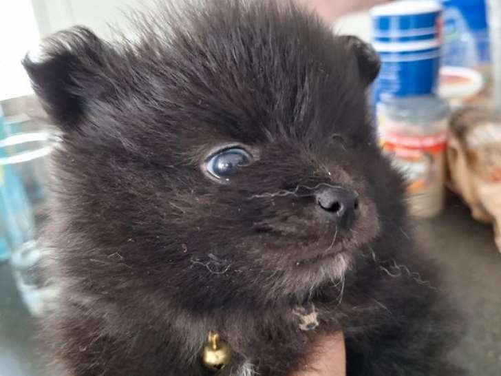 À vendre, 2 chiots femelles Spitz Nain typées Poméranien