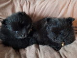 À vendre, 2 chiots femelles Spitz Nain typées Poméranien
