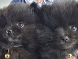 À vendre, 2 chiots femelles Spitz Nain typées Poméranien