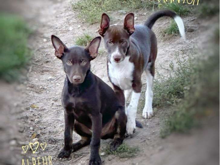2 chiots mâles Chien Nus du Pérou variété Fourrure LOF nés en juin 2025 à vendre