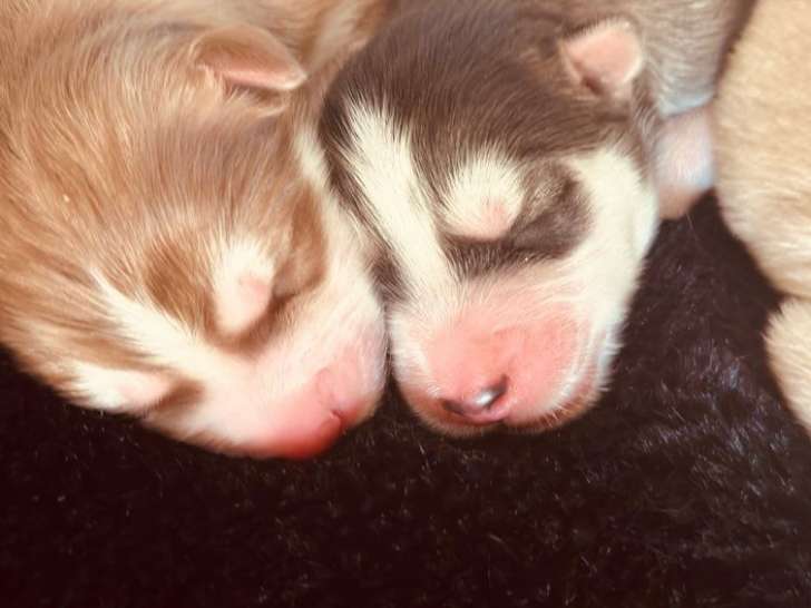 À réserver, 7 chiots Huskies Sibériens LOF nés en septembre 2025