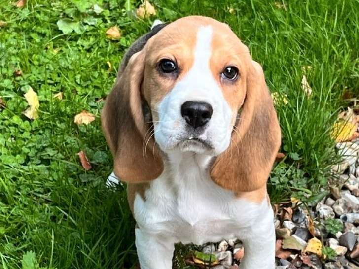 À vendre, 4 chiots mâles Beagles tricolores LOF nés en juillet 2025