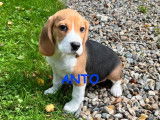 À vendre, 4 chiots mâles Beagles tricolores LOF nés en juillet 2025