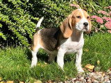 À vendre, 4 chiots mâles Beagles tricolores LOF nés en juillet 2025