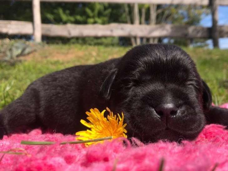 À réserver, 2 chiots mâles Labradors Retrievers LOF nés en septembre 2025