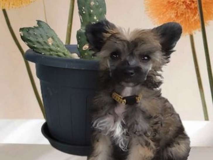 Chiot femelle Chien Chinois à Crête LOF à vendre