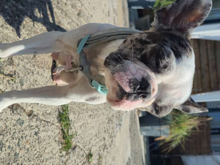Femelle Frenchton à vendre