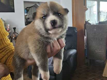 Chiots Akita Inu à vendre