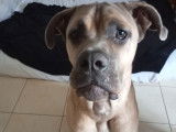 Mâle Cane Corso disponible pour saillie