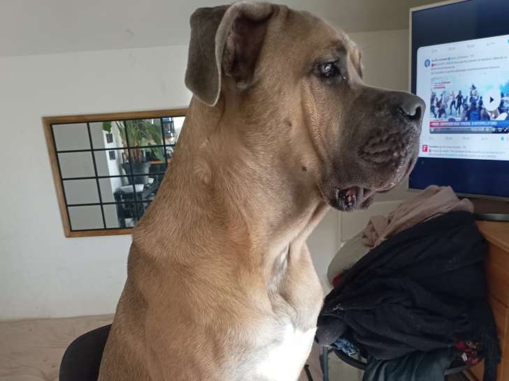 Mâle Cane Corso disponible pour saillie