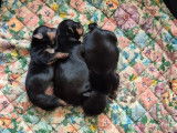 Chiots Yorkshire Terrier à vendre