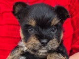Chiots Yorkshire Terrier à vendre
