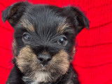 Chiots Yorkshire Terrier à vendre