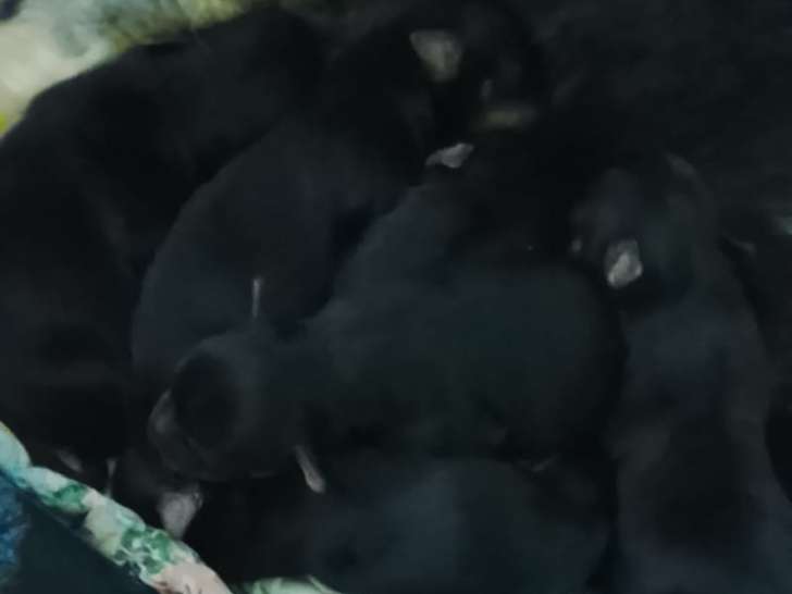 Chiots Yorkshire Terrier à vendre