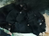 Chiots Yorkshire Terrier à vendre
