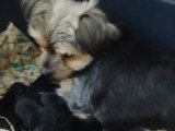 Chiots Yorkshire Terrier à vendre