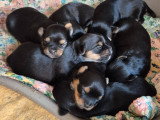 Chiots Yorkshire Terrier à vendre