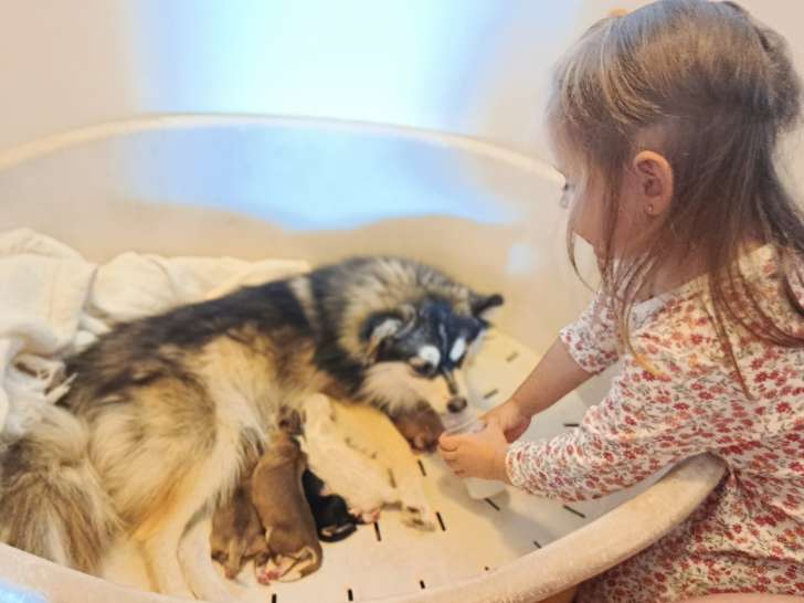 Chiots Pomsky F4 à vendre