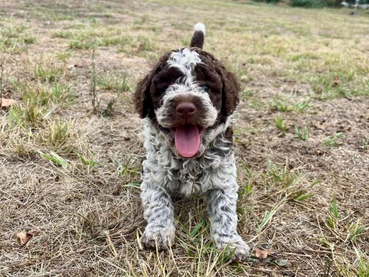 Chiots de type Lagotto Romagnolo à vendre (5 femelles)