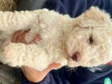 Chiot de type Lagotto Romagnolo à vendre (2 femelles)