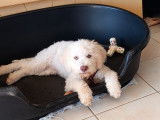 Chiot de type Lagotto Romagnolo à vendre (1 femelle)